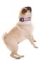 Preview: DOOG - Neoprene Dog Collar Gromit Gr. XS Preview: DOOG - Neoprene Dog Collar Gromit Gr. XS